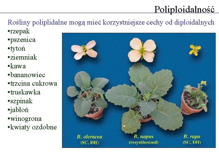 Poliploidalność Rośliny poliplidalne mogą mieć korzystniejsze cechy od diploidalnych • rzepak • pszenica •