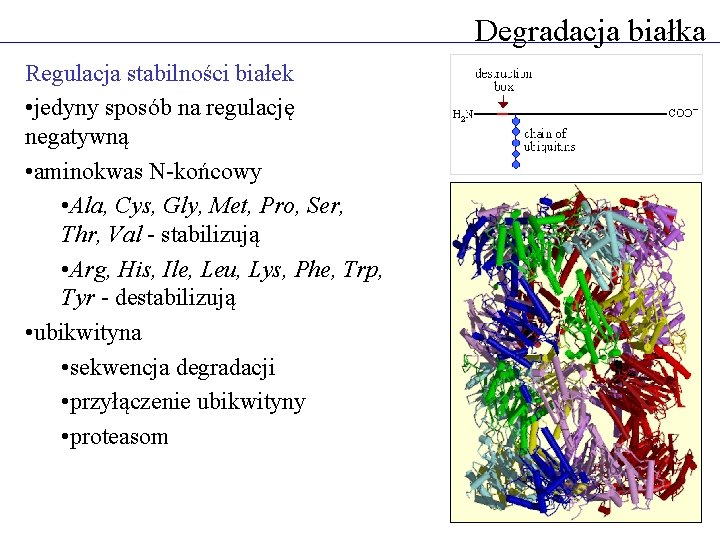 Degradacja białka Regulacja stabilności białek • jedyny sposób na regulację negatywną • aminokwas N-końcowy