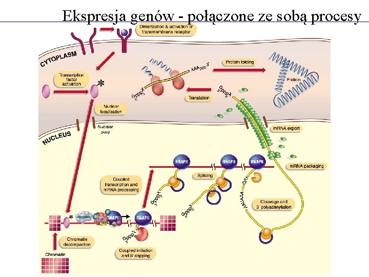 Ekspresja genów - połączone ze sobą procesy 