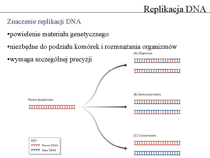 Replikacja DNA Znaczenie replikacji DNA • powielenie materiału genetycznego • niezbędne do podziału komórek