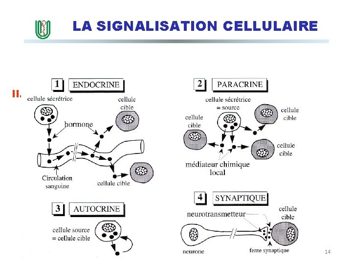 LA SIGNALISATION CELLULAIRE II. Types de signalisation 14 