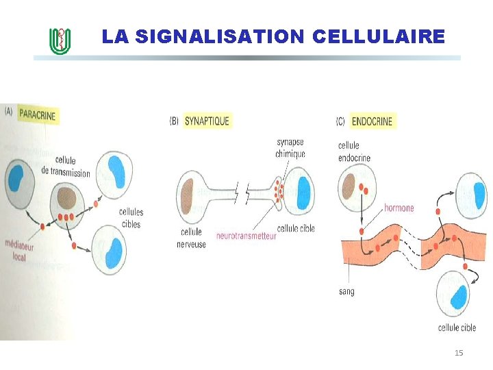 LA SIGNALISATION CELLULAIRE II. Types de signalisation 15 