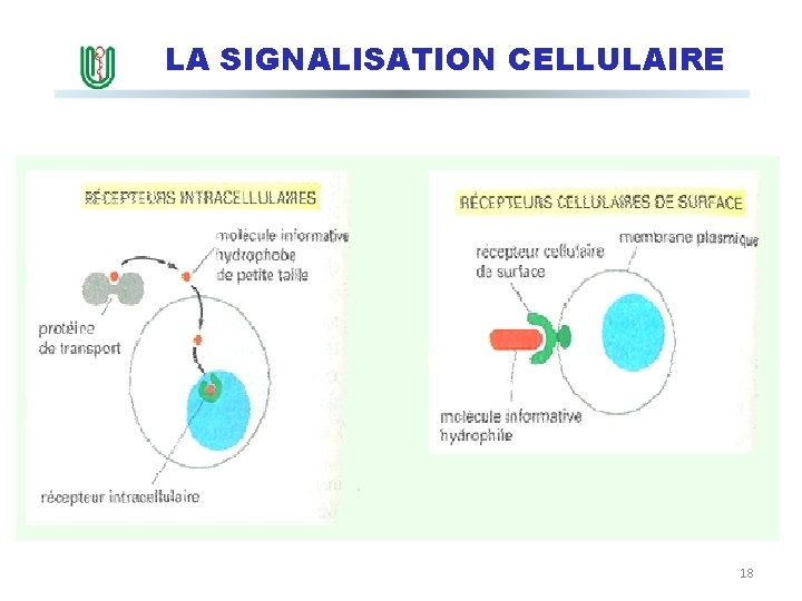 LA SIGNALISATION CELLULAIRE IV. Les différents types de récepteurs 18 