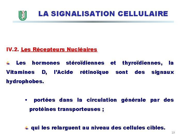 LA SIGNALISATION CELLULAIRE IV. 2. Les Récepteurs Nucléaires Les hormones Vitamines D, stéroïdiennes l’Acide