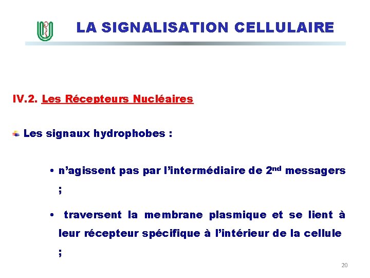 LA SIGNALISATION CELLULAIRE IV. 2. Les Récepteurs Nucléaires Les signaux hydrophobes : • n’agissent