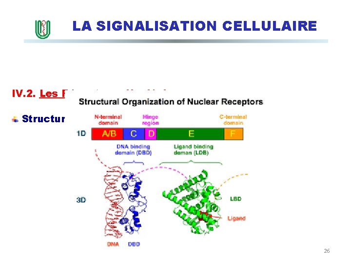 LA SIGNALISATION CELLULAIRE IV. 2. Les Récepteurs Nucléaires Structure des récepteurs nucléaires 26 