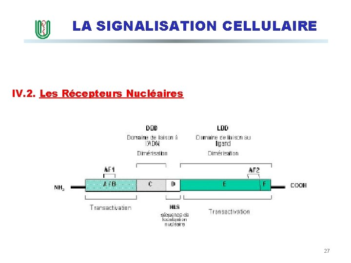 LA SIGNALISATION CELLULAIRE IV. 2. Les Récepteurs Nucléaires Structure des récepteurs nucléaires 27 
