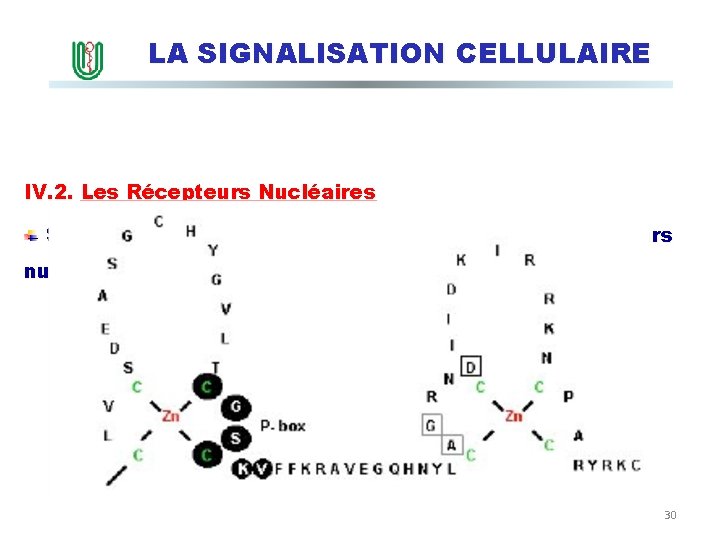 LA SIGNALISATION CELLULAIRE IV. 2. Les Récepteurs Nucléaires Structure en ‘Zinc Fingers’ du domaine