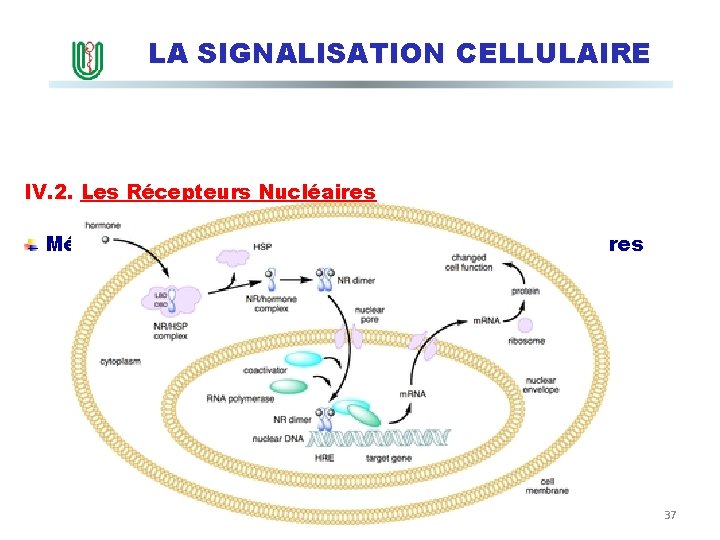 LA SIGNALISATION CELLULAIRE IV. 2. Les Récepteurs Nucléaires Mécanisme d’action général des récepteurs nucléaires