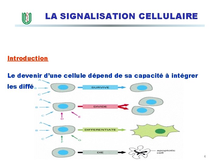 LA SIGNALISATION CELLULAIRE Introduction Le devenir d’une cellule dépend de sa capacité à intégrer