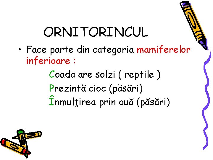 ORNITORINCUL • Face parte din categoria mamiferelor inferioare : Coada are solzi ( reptile