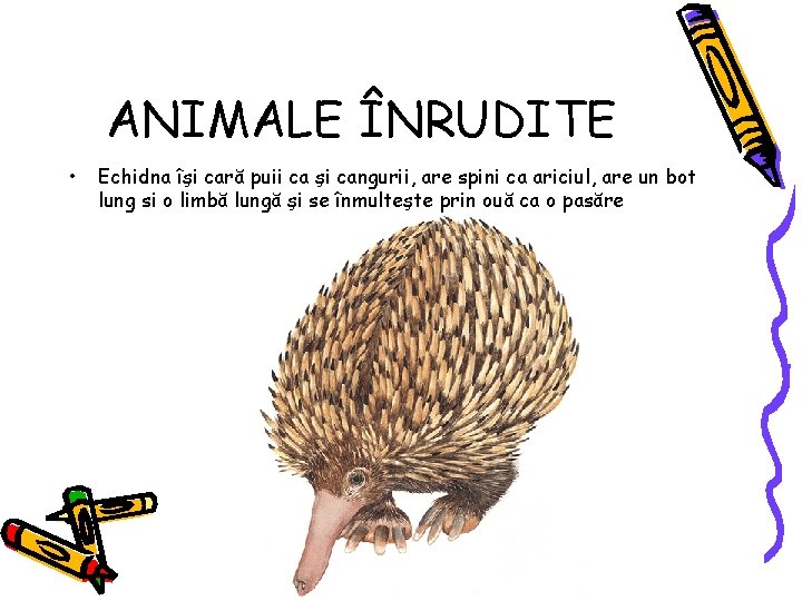 ANIMALE ÎNRUDITE • Echidna îşi cară puii ca şi cangurii, are spini ca ariciul,