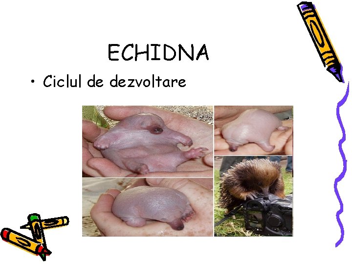 ECHIDNA • Ciclul de dezvoltare 