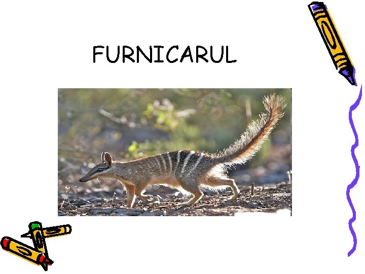 FURNICARUL 