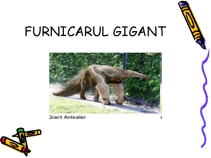 FURNICARUL GIGANT FURNICARUL GIGANT