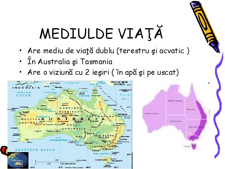 MEDIULDE VIAŢĂ • Are mediu de viaţă dublu (terestru şi acvatic ) • În