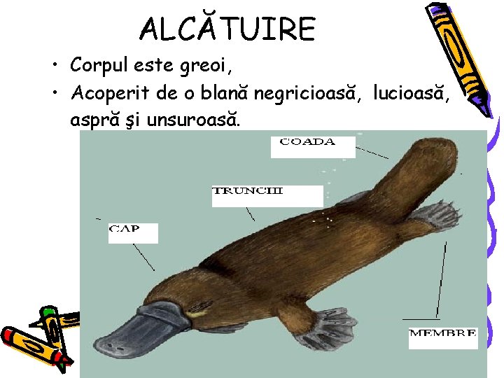 ALCĂTUIRE • Corpul este greoi, • Acoperit de o blană negricioasă, lucioasă, aspră şi