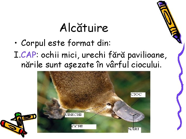 Alcătuire • Corpul este format din: I. CAP: ochii mici, urechi fără pavilioane, nările