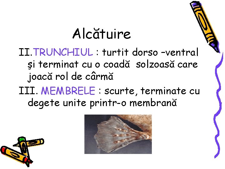 Alcătuire II. TRUNCHIUL : turtit dorso –ventral şi terminat cu o coadă solzoasă care