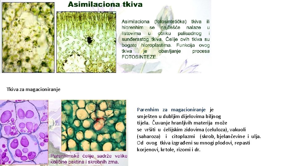 Tkiva za magacioniranje Parenhim za magacioniranje je smješten u dubljim dijelovima biljnog tijela. Čuvanje