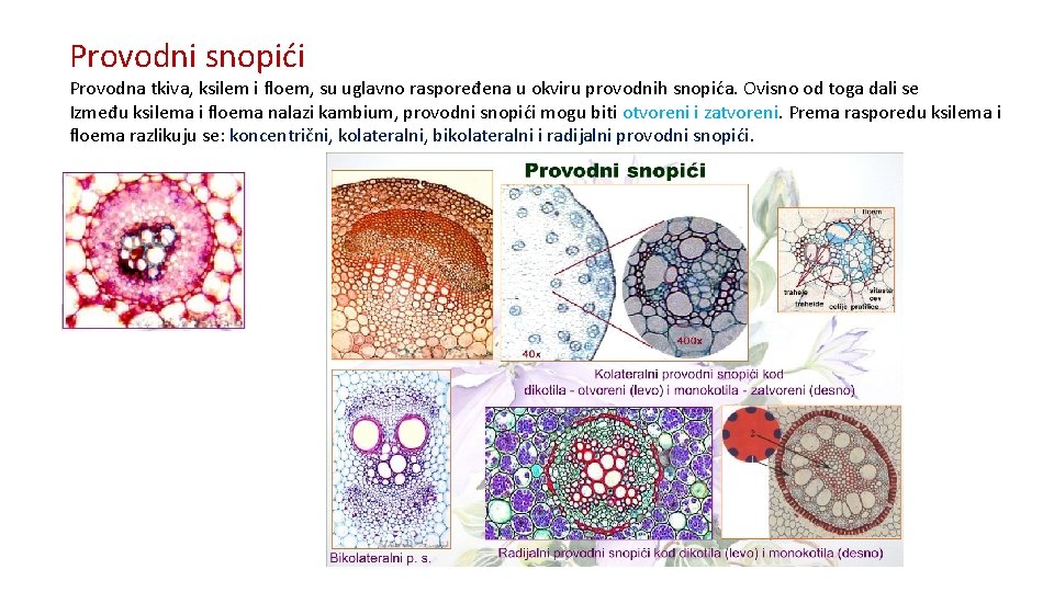 Provodni snopići Provodna tkiva, ksilem i floem, su uglavno raspoređena u okviru provodnih snopića.