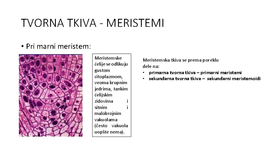 TVORNA TKIVA - MERISTEMI • Pri marni meristem: Meristemske ćelije se odlikuju gustom citoplazmom,