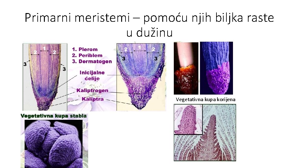 Primarni meristemi – pomoću njih biljka raste u dužinu Vegetativna kupa korijena 