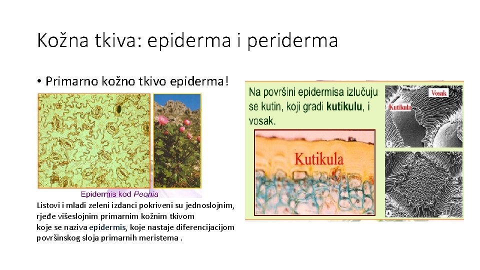 Kožna tkiva: epiderma i periderma • Primarno kožno tkivo epiderma! Listovi i mladi zeleni