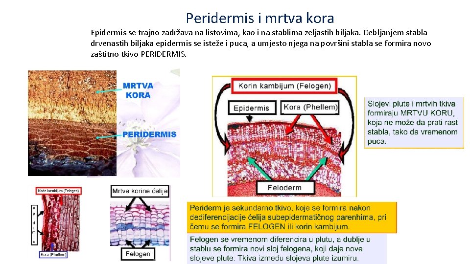 Peridermis i mrtva kora Epidermis se trajno zadržava na listovima, kao i na stablima