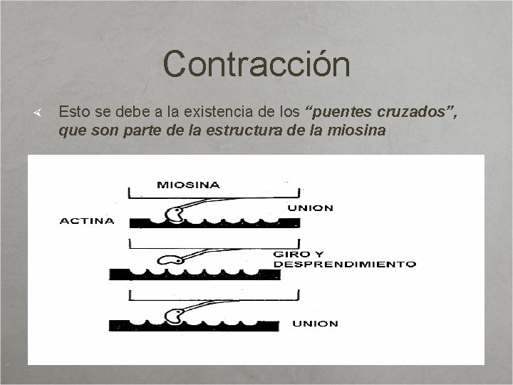 Contracción Esto se debe a la existencia de los “puentes cruzados”, que son parte