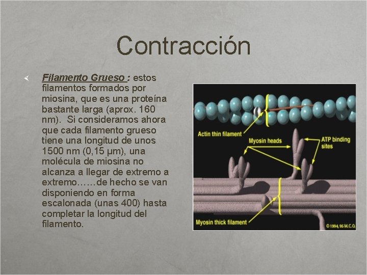 Contracción Filamento Grueso : estos filamentos formados por miosina, que es una proteína bastante