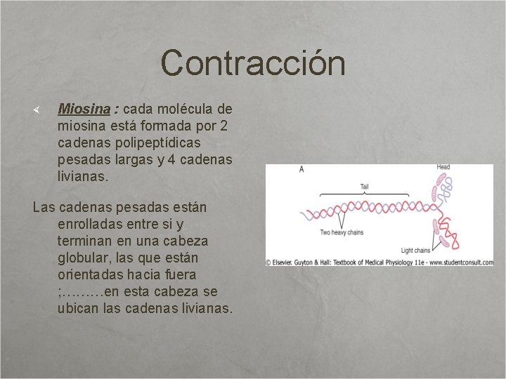 Contracción Miosina : cada molécula de miosina está formada por 2 cadenas polipeptídicas pesadas