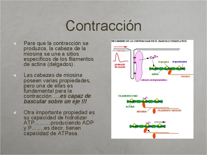 Contracción Para que la contracción se produzca, la cabeza de la miosina se une