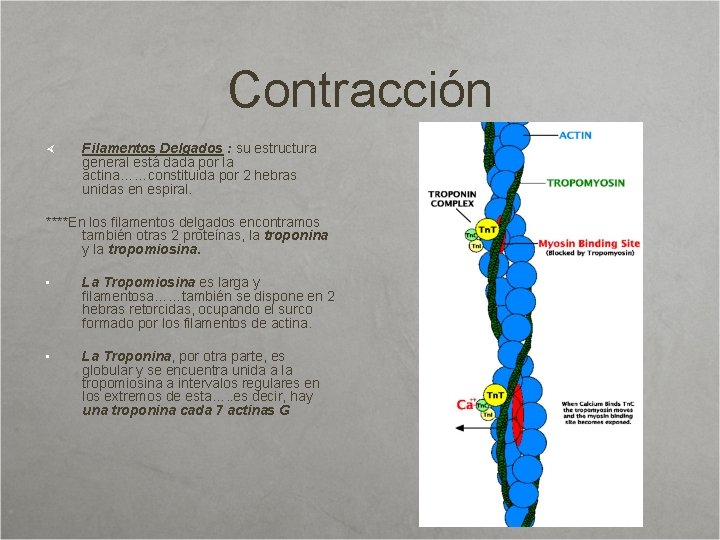Contracción Filamentos Delgados : su estructura general está dada por la actina……constituida por 2