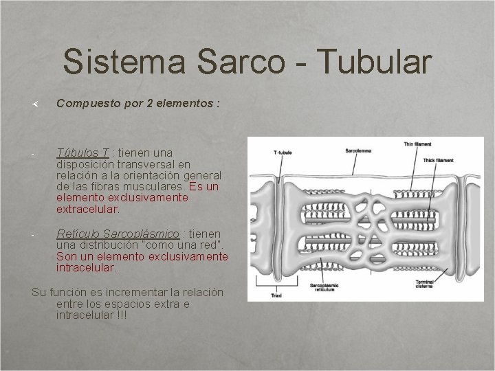 Sistema Sarco - Tubular Compuesto por 2 elementos : - Túbulos T : tienen