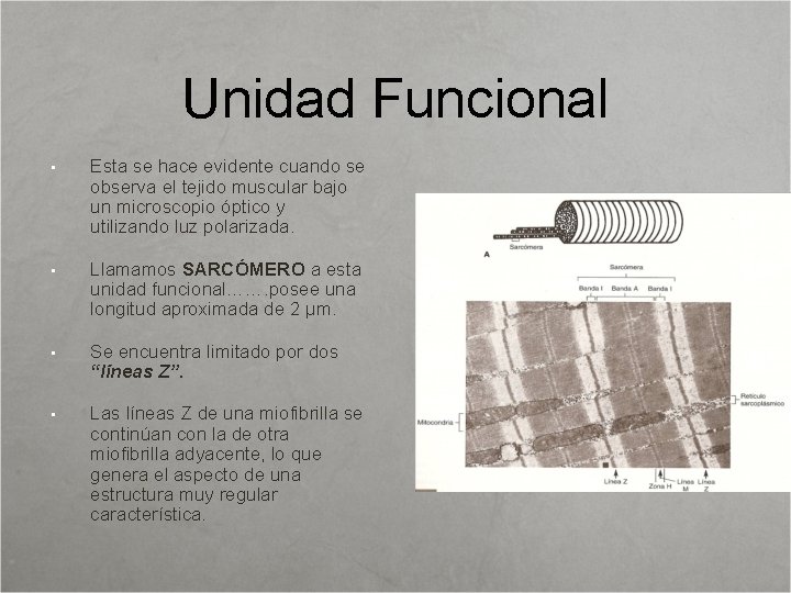 Unidad Funcional • Esta se hace evidente cuando se observa el tejido muscular bajo