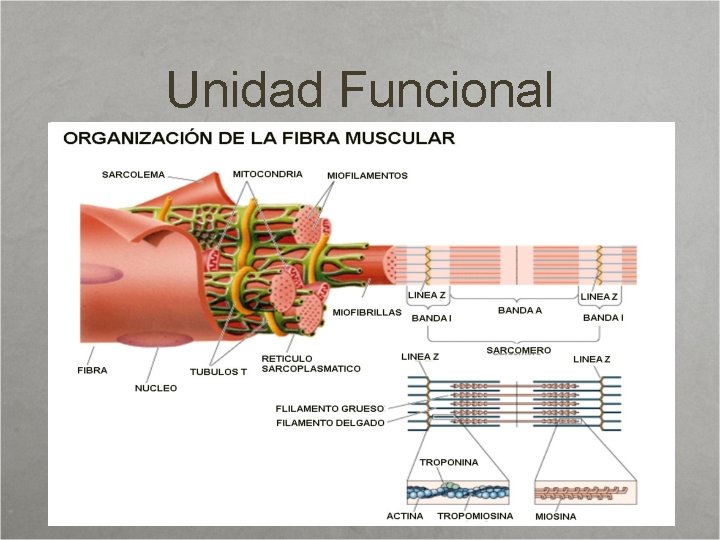Unidad Funcional 