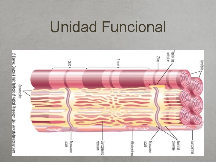 Unidad Funcional 