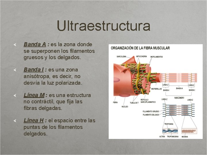 Ultraestructura Banda A : es la zona donde se superponen los filamentos gruesos y