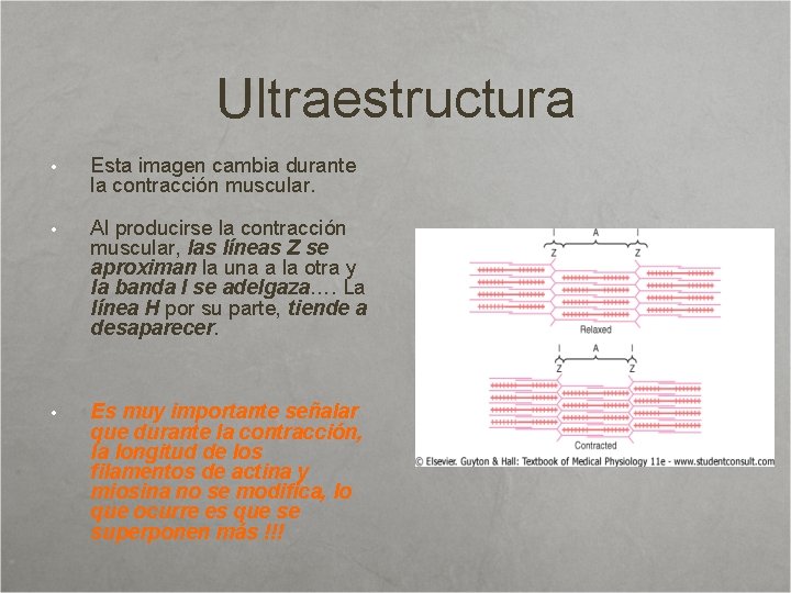 Ultraestructura • Esta imagen cambia durante la contracción muscular. • Al producirse la contracción
