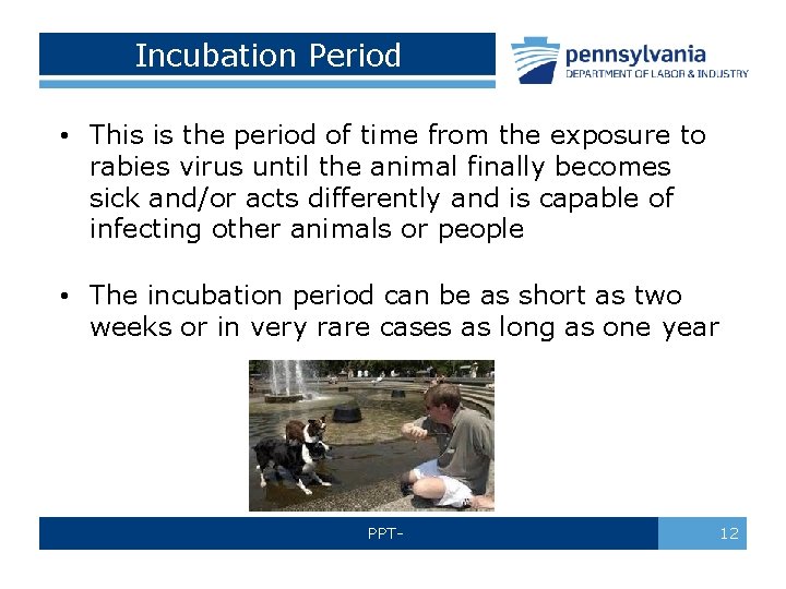 Incubation Period • This is the period of time from the exposure to rabies