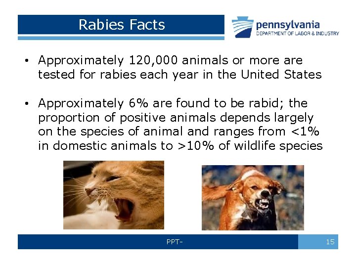 Rabies Facts • Approximately 120, 000 animals or more are tested for rabies each