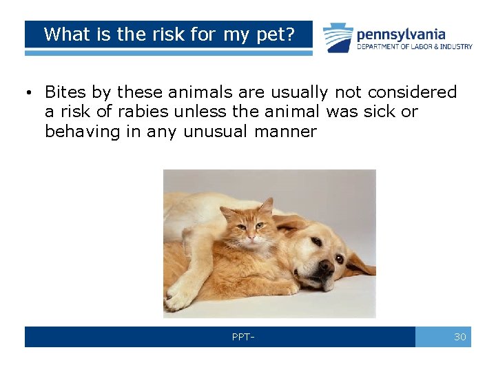 What is the risk for my pet? • Bites by these animals are usually