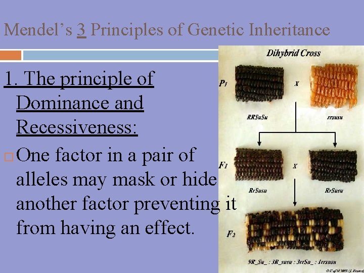 Mendel’s 3 Principles of Genetic Inheritance 1. The principle of Dominance and Recessiveness: One