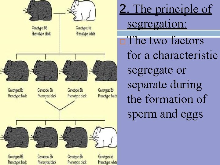 2. The principle of segregation: The two factors for a characteristic segregate or separate
