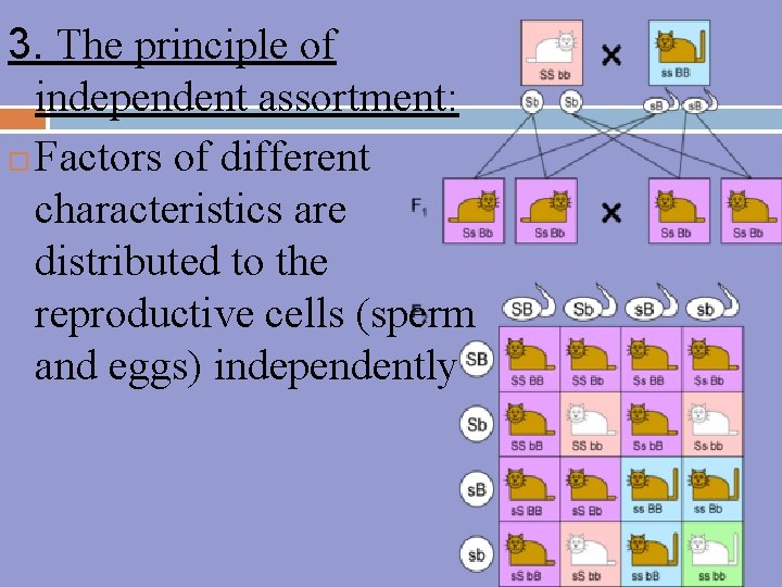 3. The principle of independent assortment: Factors of different characteristics are distributed to the