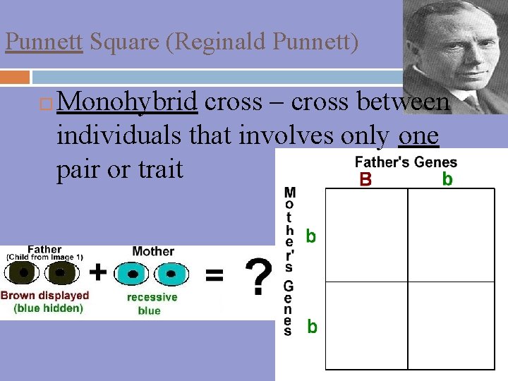 Punnett Square (Reginald Punnett) Monohybrid cross – cross between individuals that involves only one