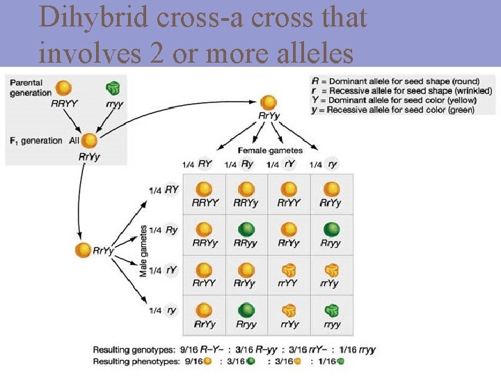 Dihybrid cross-a cross that involves 2 or more alleles 
