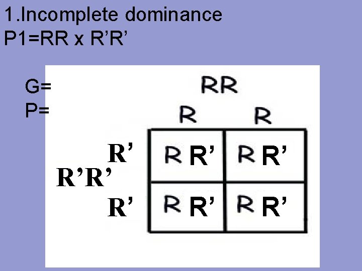 1. Incomplete dominance P 1=RR x R’R’ G= P= R’ R’ 