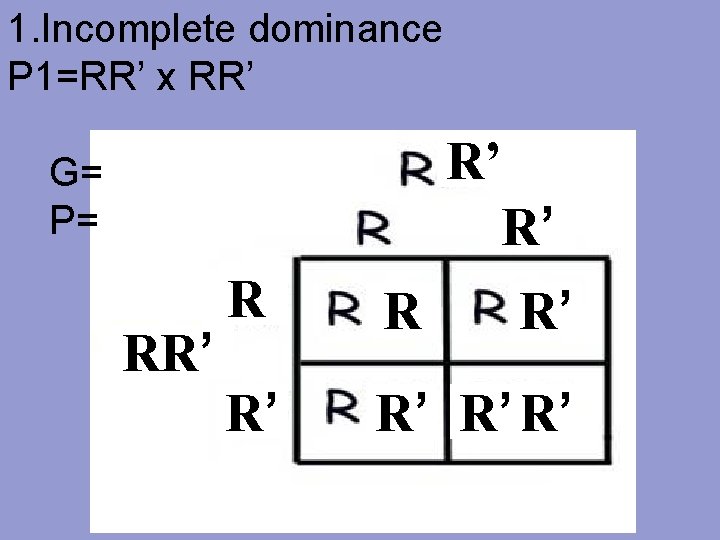1. Incomplete dominance P 1=RR’ x RR’ R’ R’ G= P= RR’ R R